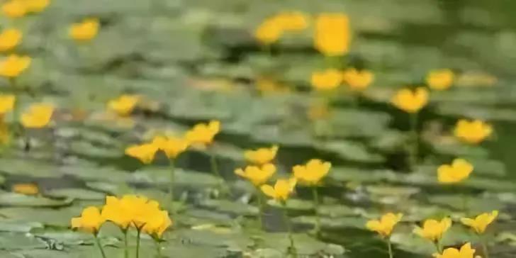 河道治理：水生植物的选择与种植